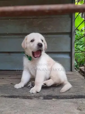 Labrador Puppy