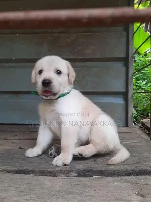 Labrador Puppy