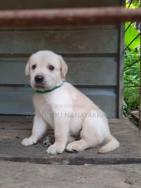 Labrador Puppy