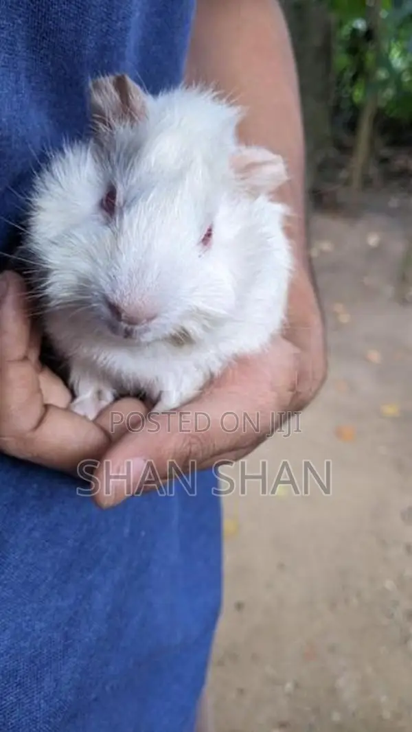 Guinea Pig