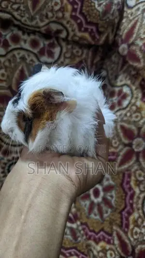 Guinea Pig