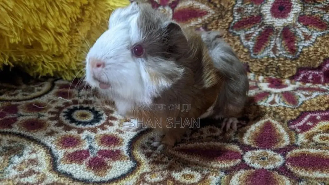 Guinea Pig