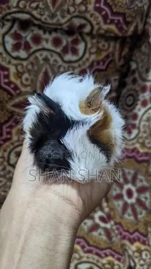 Guinea Pig