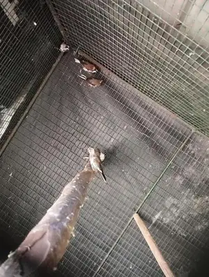 Bengali Pinches