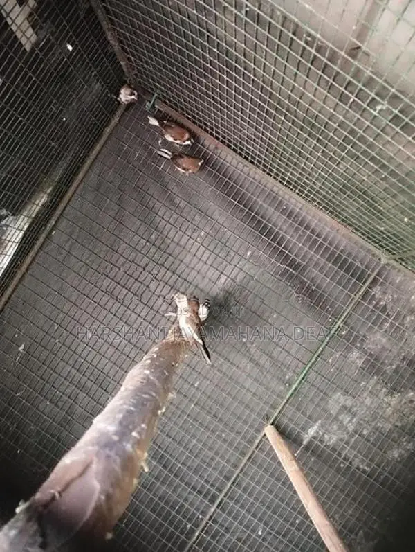 Bengali Pinches