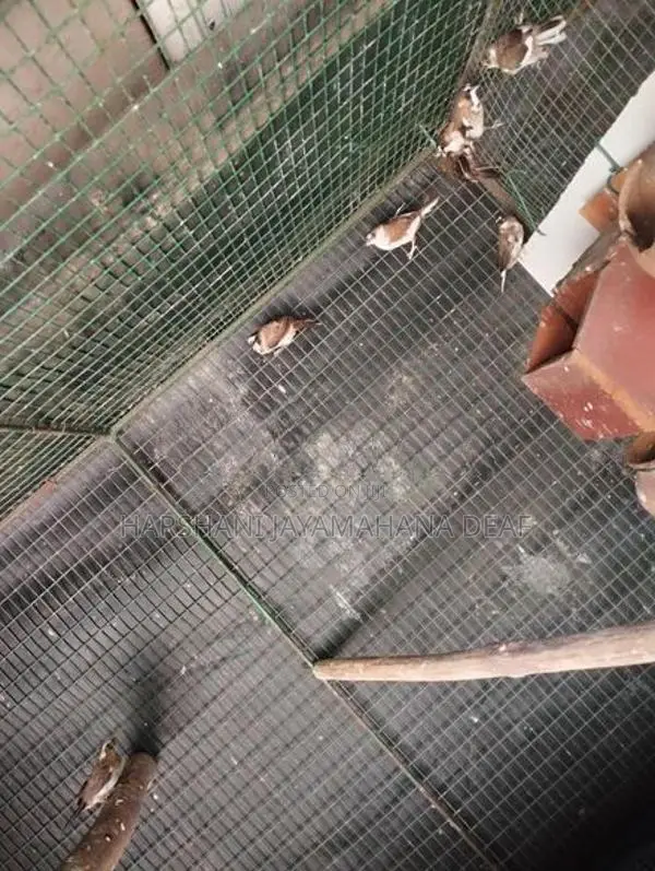 Bengali Pinches