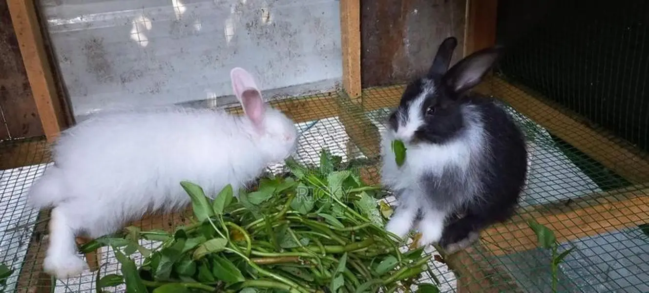 Angora Rabbit