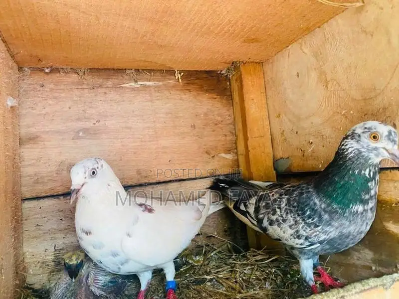 Pigeons