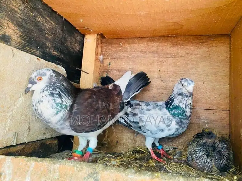 Pigeons