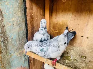 Pigeons