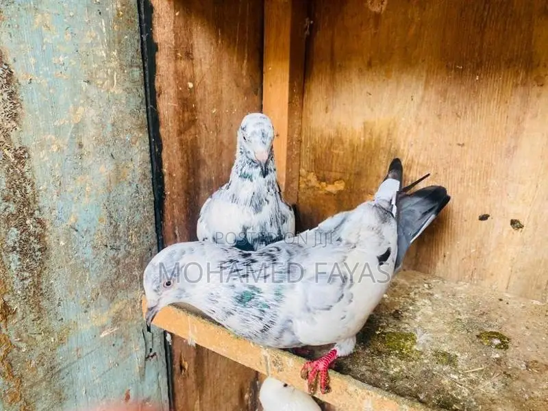 Pigeons