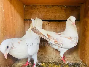 Pigeons