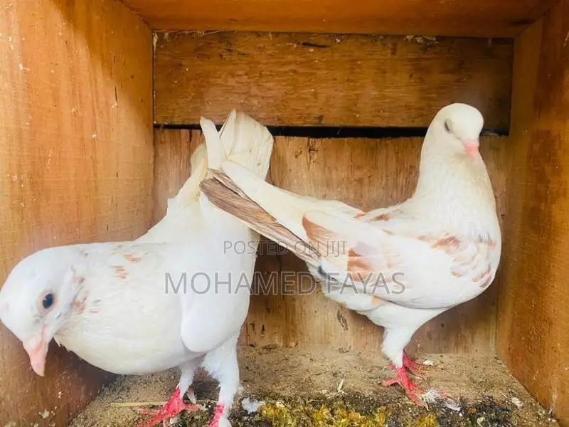 Pigeons