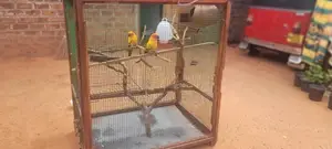 Sunconure With Cage