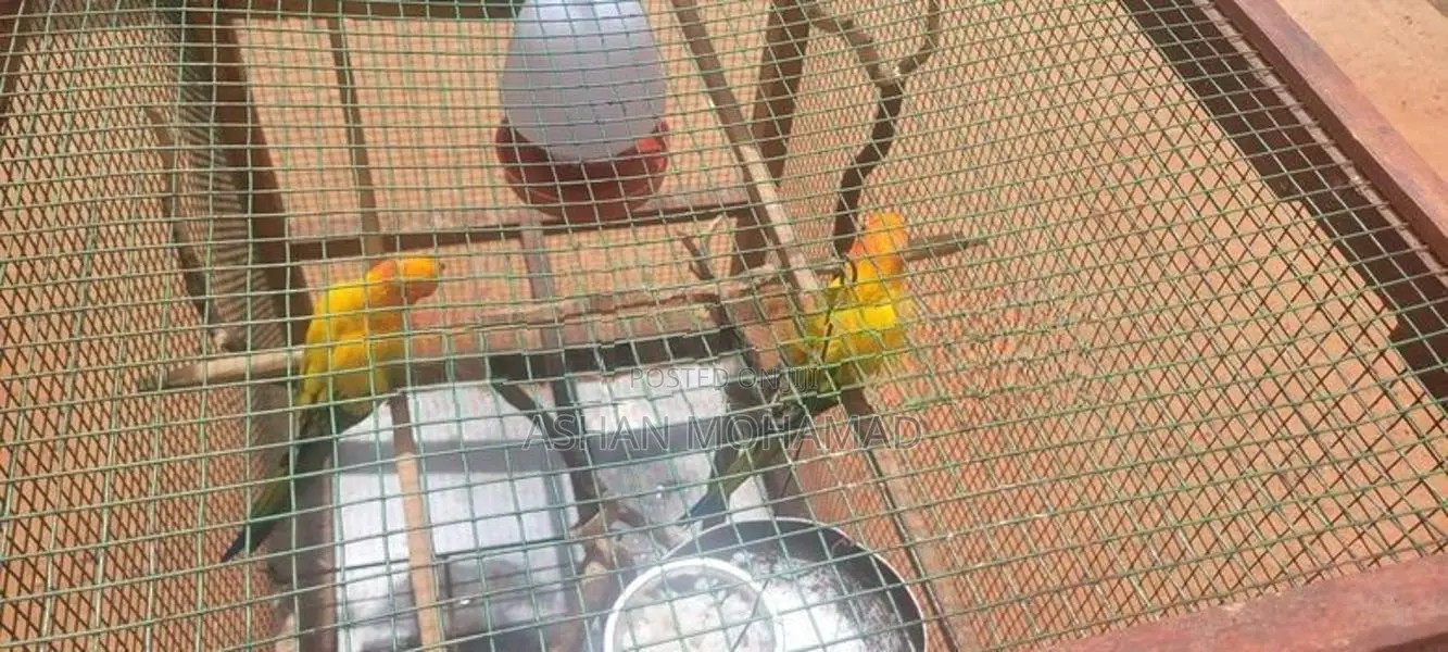 Sunconure With Cage
