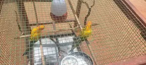 Sunconure With Cage