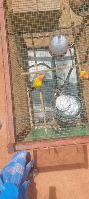 Sunconure With Cage