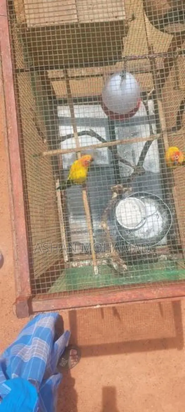 Sunconure With Cage