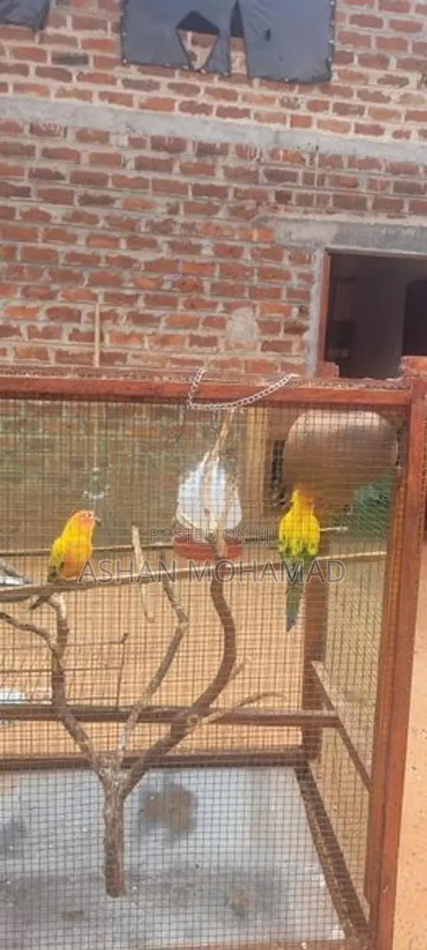 Sunconure With Cage