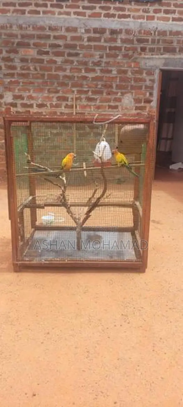 Sunconure With Cage