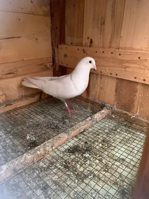 Pigeon