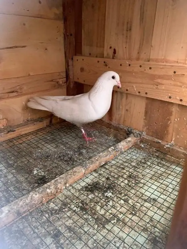 Pigeon
