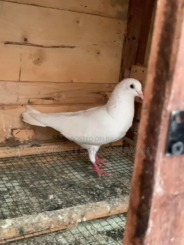Pigeon