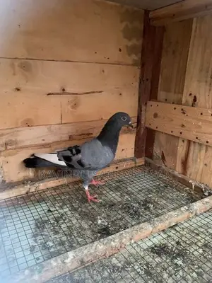 Pigeon