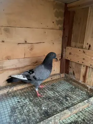 Pigeon
