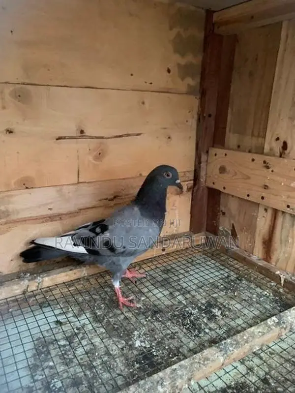 Pigeon