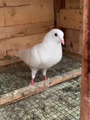 Pigeon