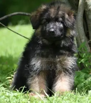 German Shepherd Long Coat Puppies