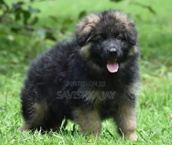 German Shepherd Long Coat Puppies