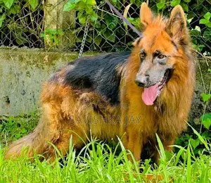 German Shepherd Long Coat Puppies