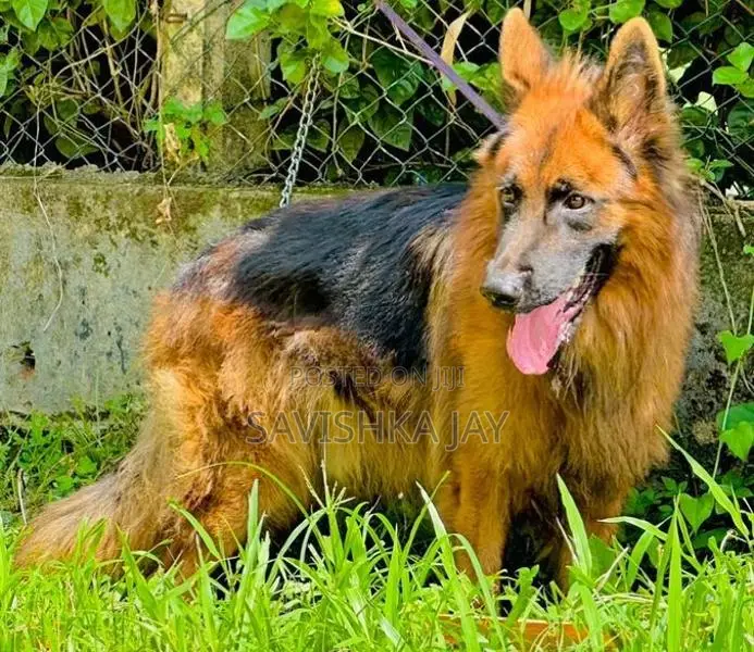 German Shepherd Long Coat Puppies