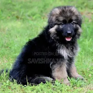 German Shepherd Long Coat Puppies