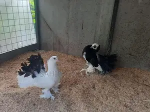 Pigeon