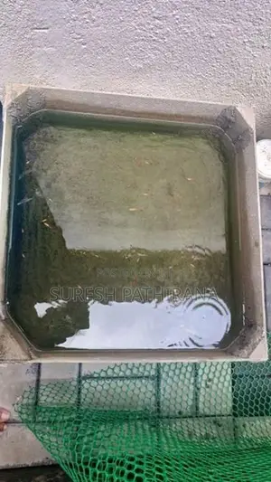 Guppy Fish Tanks