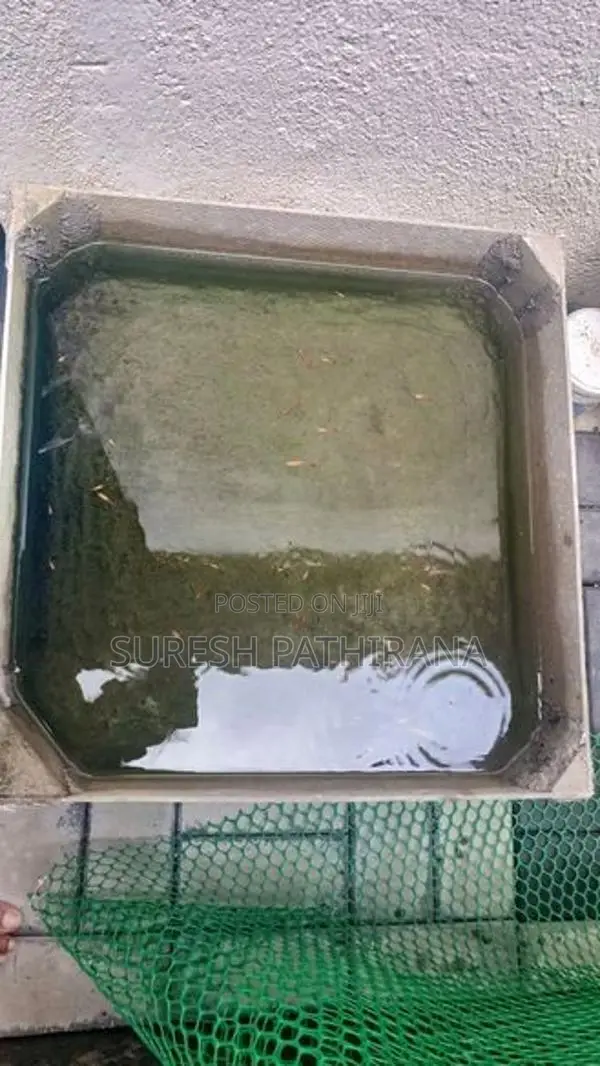 Guppy Fish Tanks