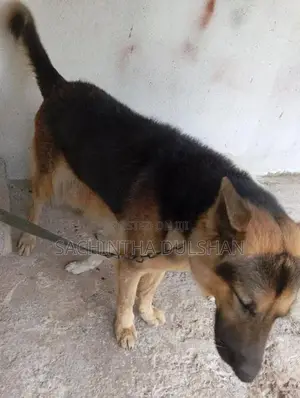 German Shepherd