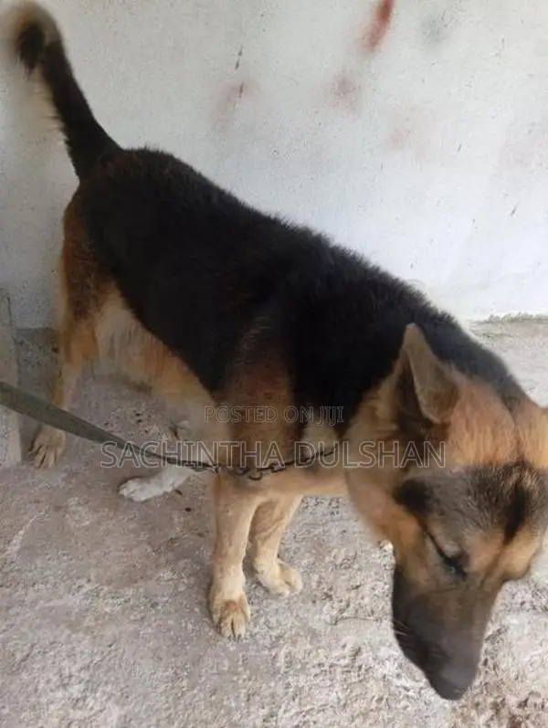 German Shepherd
