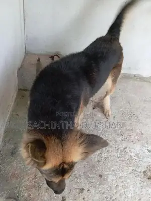 German Shepherd