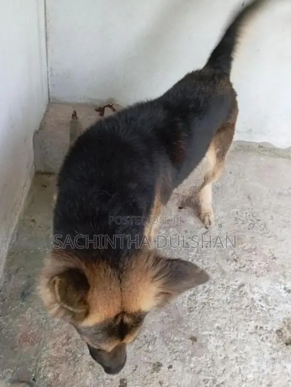 German Shepherd