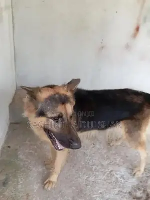 German Shepherd