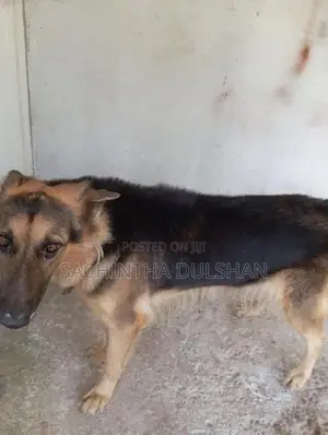 German Shepherd