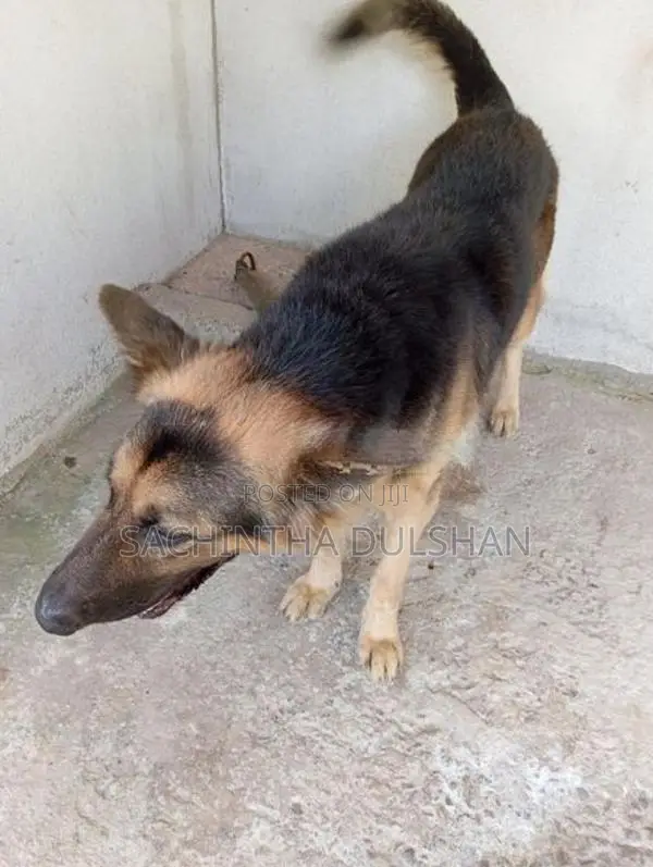 German Shepherd