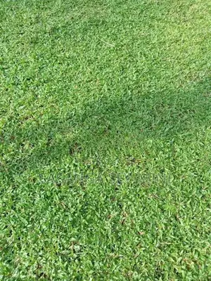 Australian With Malaysian Grass ..