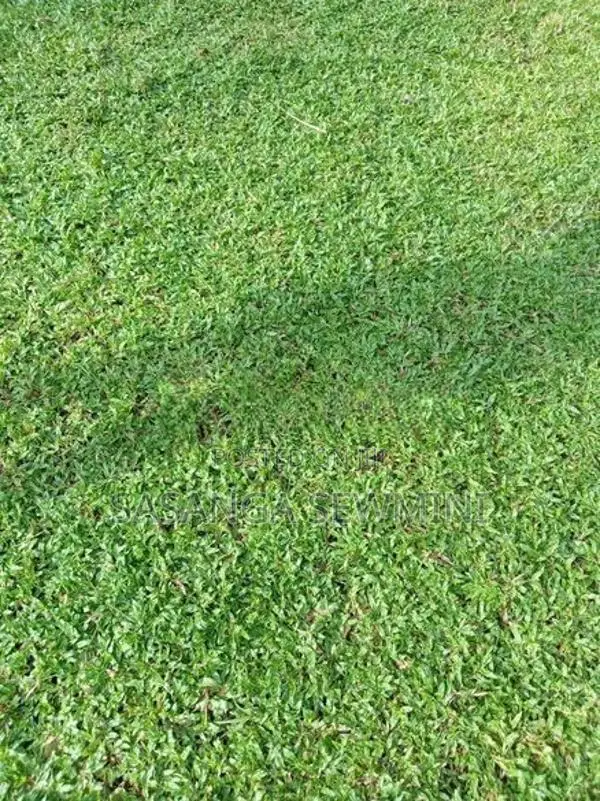 Australian With Malaysian Grass ..
