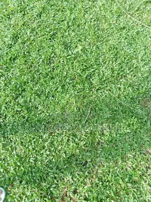 Australian With Malaysian Grass ..