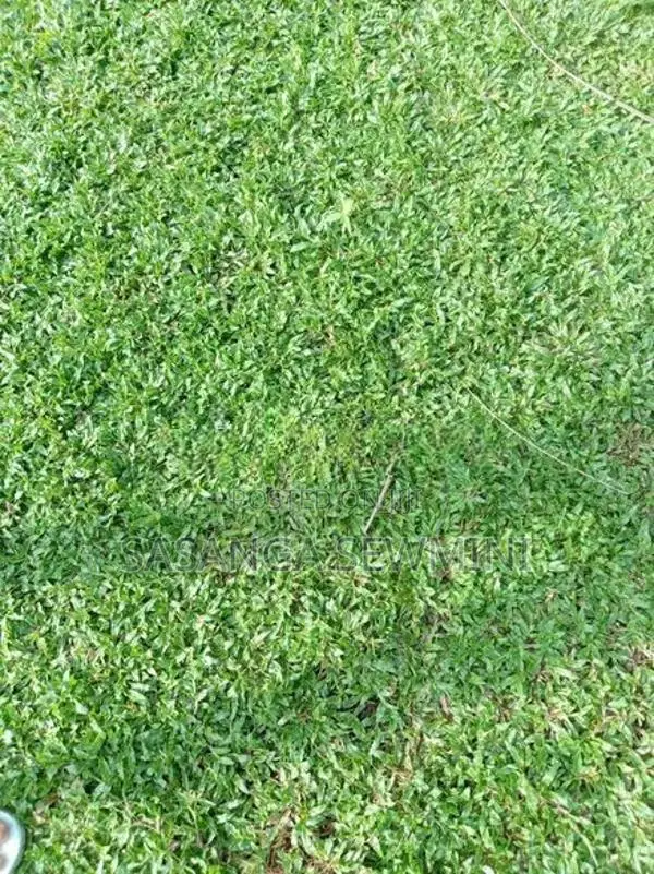 Australian With Malaysian Grass ..